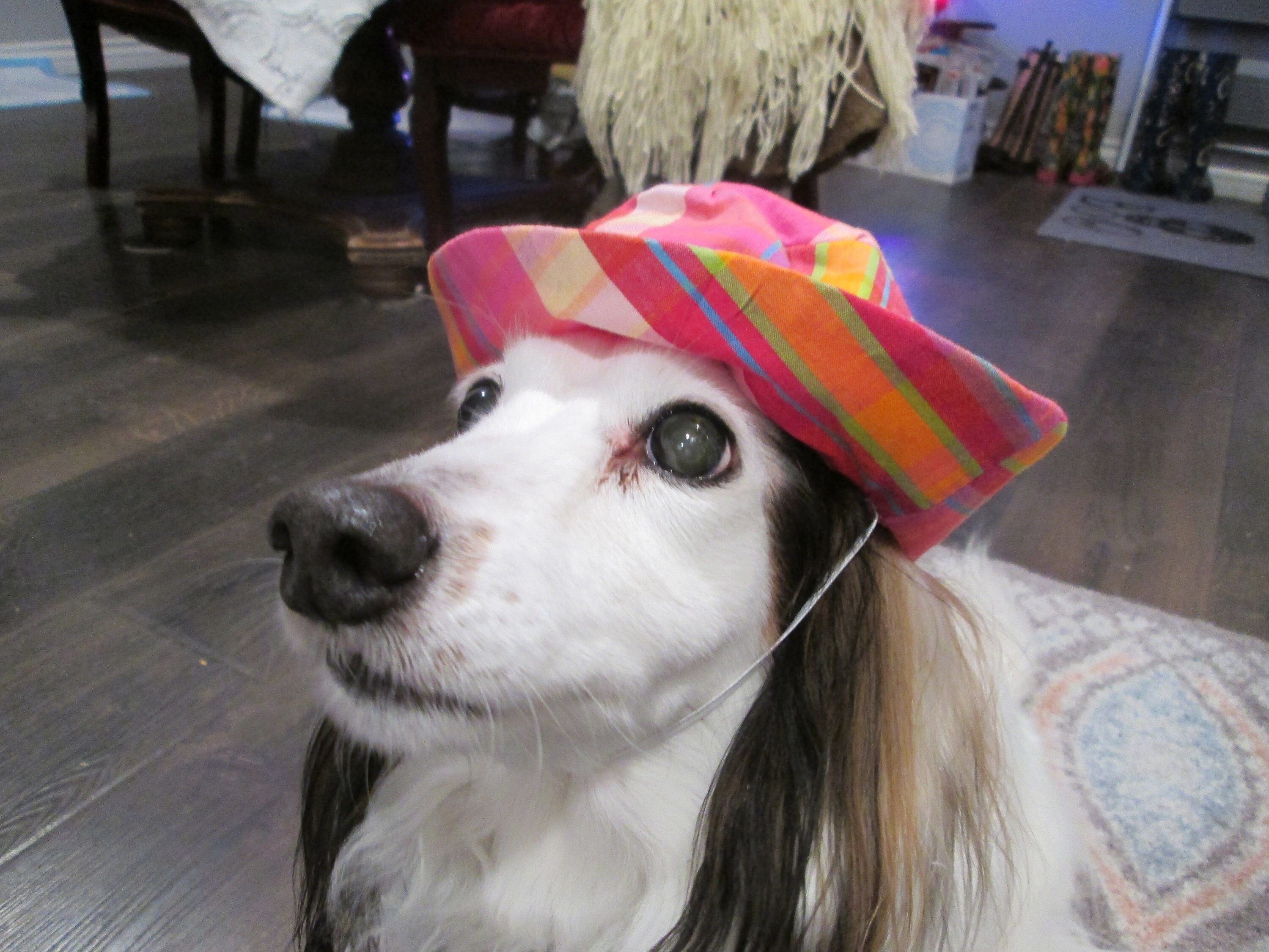 Dog Bucket Hat Pink Plaid Dog Hat Pink Madras Bucket Hat Etsy