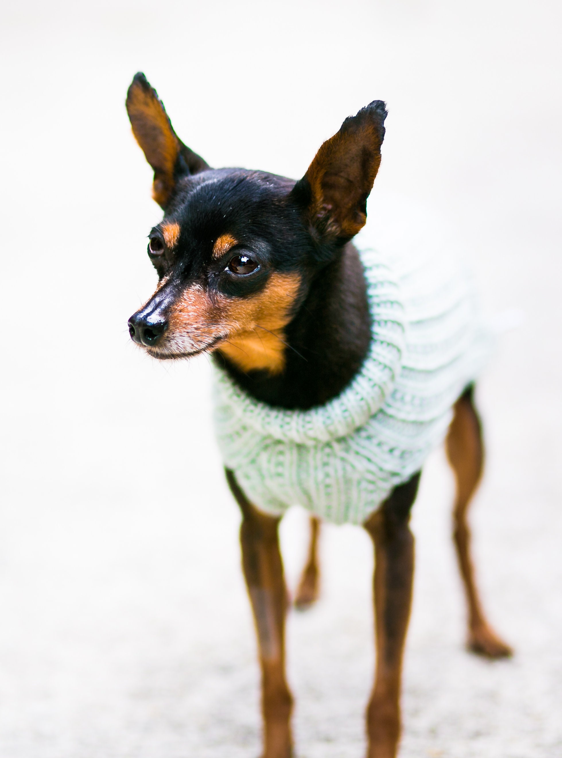 etsy custom dog sweaters