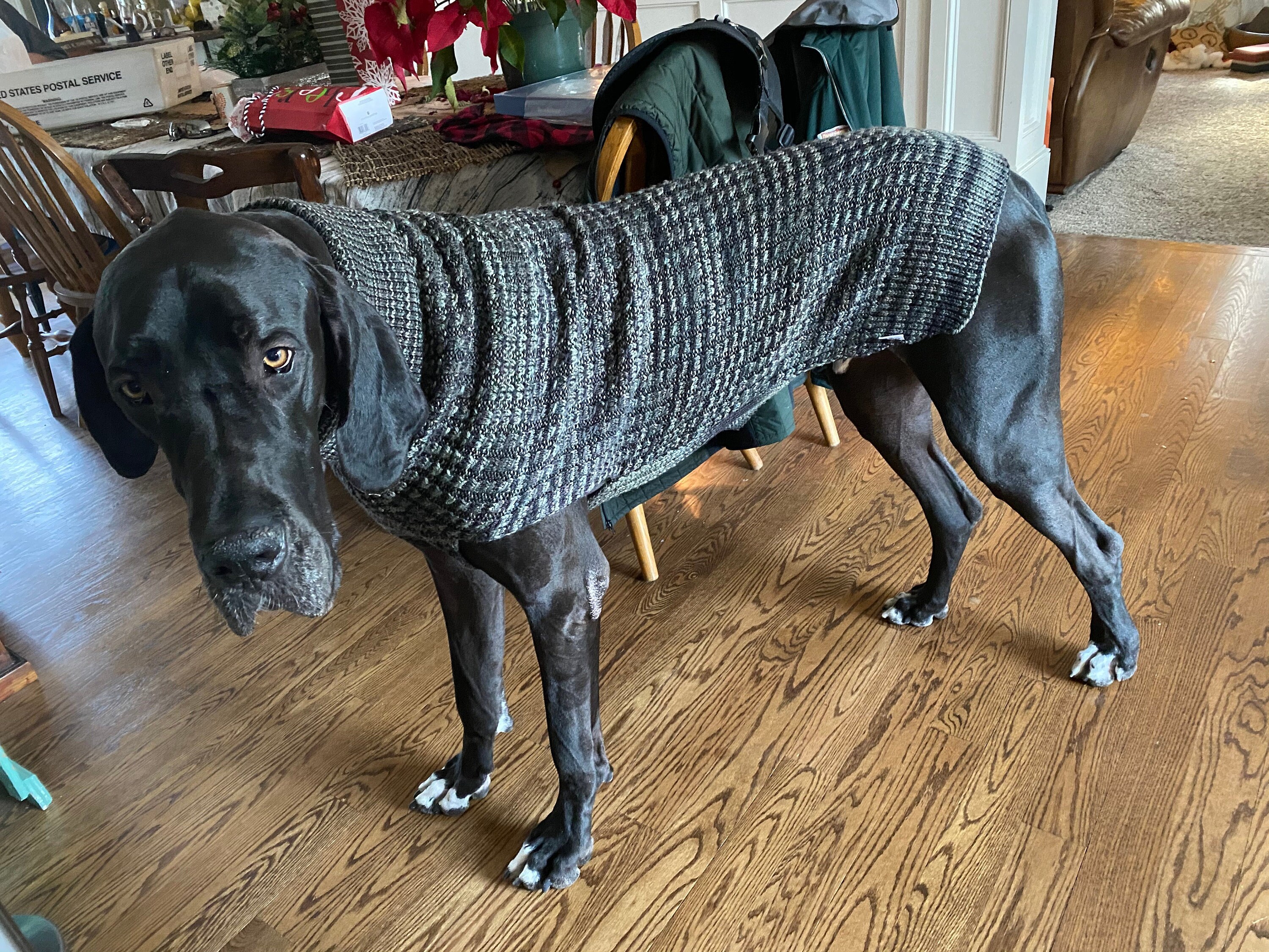 Custom Handknit Great Dane Sweater in Worsted Weight Machine Etsy