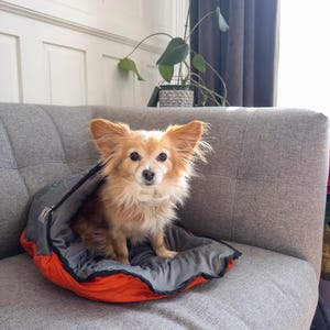 May include: A small, light brown dog is nestled in a gray and orange pet bed on a gray sofa. The dog has long, fluffy fur and large, upright ears. The pet bed is open at the top, and the dog is looking directly at the camera.