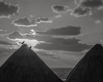 Grackles Greet the Dawn #1, Cancún, 2015: Una fotografia in bianco e nero 12 x 15