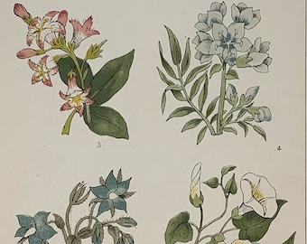 Circa 1870 Original Antique Botanical Wild Flower Lithograph