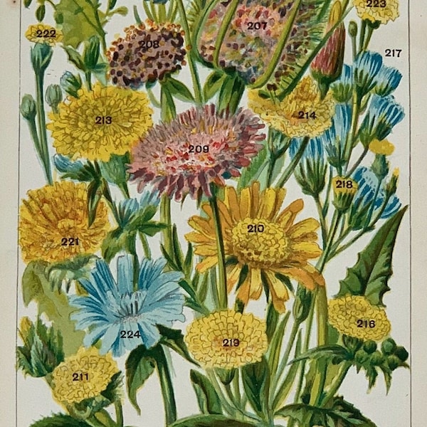 Botanical Prints Etsy UK