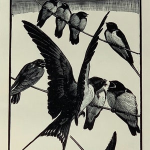 1937 Original Vintage Tunnicliffe Woodcut Swallows Bird Print - Mounted & Matted Black - 10 x 8 Inches