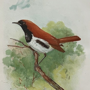 May include: A vintage illustration of a Loo-Choo Robin, a small bird with a black head, white chest, and reddish-brown back, perched on a branch. The illustration is titled "The Loo-Choo (Temminck's) Robin, Erithacus komadori."