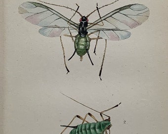 1875 Original Antique Lithograph Insect Print, Mounted & Matted In A Choice Of Colours Ready To Frame - 10 x 8"