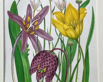 Original 1850's Antique Botanical Anne Pratt British Wild Flower Tulips Print/Lithograph - Mounted & Matted 12 x 9 Inches