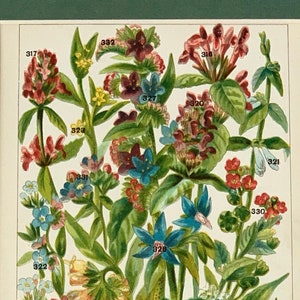 Original 1905 vintage botanical flor impresión / litografía, montado & enmarañado en una selección de colores - 10 x 8&quot;