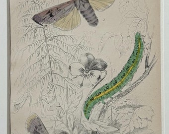 Puede incluir: Una ilustración vintage de una polilla y una oruga en una planta. La polilla tiene alas marrones y amarillas y la oruga es verde con rayas amarillas. La ilustración está etiquetada como "Lámina 52."