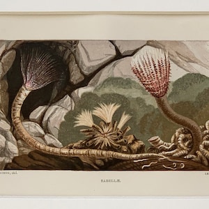 1865 Original Antique Chromolithograph Print Of Sea Shore Sabelle Mounted And Matted In A Choice Of Colours Ready To Frame
