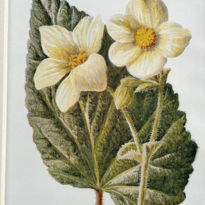 1910 Vintage Botanical Garden Flower Print - White Begonia - Available Mounted and Matted - 10 x 8 Inches