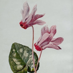 1910年代ヴィンテージ植物園の花のプリント - ペルシャのシクラメン - 額装とマット付き - 10 x 8インチ