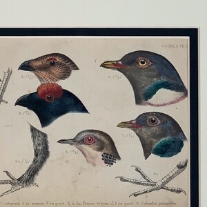 1868 Original Antique Natural History Chromolithograph Print Of Birds&#39; Heads Latin Classification Mounted & Matted In A Choice Of Colours