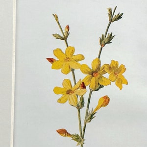1910 Vintage Botanical Garden Flower Print - Winter Jasmine - Available Mounted and Matted - 10 x 8 Inches