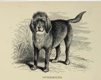 1881 Original Antique Lithograph Dog Print Of A Otterhound Mounted & Matted Black, Ivory Or White Ready To Frame  - 10 x 8 Inches