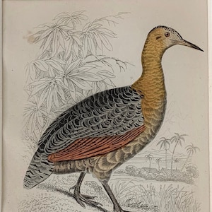 1860 Original Antique Hand Coloured Print Guazu Bird Lithograph Engraving, Mounted & Matted - 10 x 8&quot; Or 8 x 6&quot;