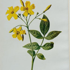 1910 Vintage Botanical Garden Flower Print - Yellow Jasmine - Available Mounted and Matted - 10 x 8 Inches