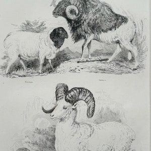 1851 Original Antique Cuvier&#39;s Animal Kingdom Engraving Print - Sheep - Available Mounted & Matted In A Choice Of Colours - 12 x 8 Inches