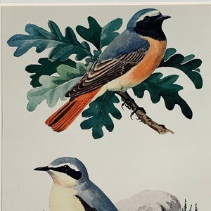 1947 Original Vintage Lithograph Bird Print Of A Redstart And A Wheatear -  Mounted And Matted In Black Or White  - 12 x 10&quot;