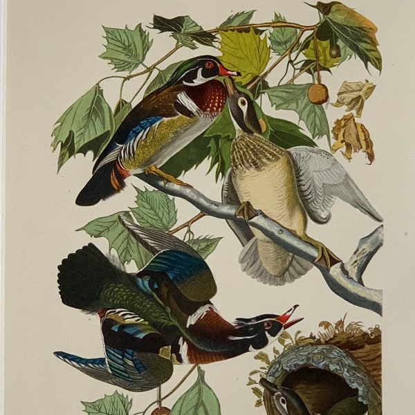 Bird Print Etsy Uk Bird Print Etsy Uk
