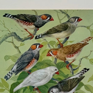 c ornithology art bird print original vintage lithograph bird of prey print King Vulture 1934 VULTURE PRINT