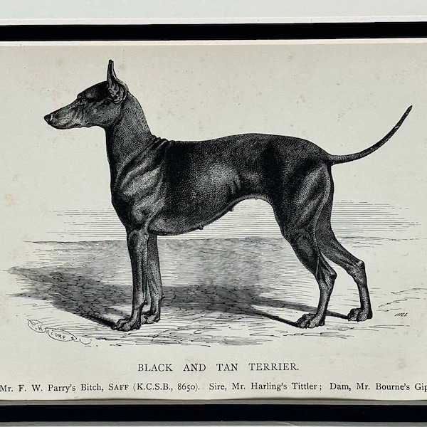 1881 Original Antique Lithograph Dog Print Of A Black Tan Terrier Mounted & Matted In A Choice Of Colours Ready To Frame  - 10 x 8 Inches