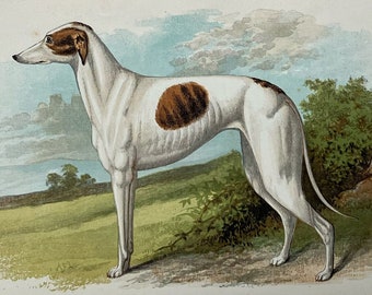 1881 Original Antique Lithograph Dog Print - Greyhound - Mounted And Matted In A Choice Of Colours Ready To Frame  10 x 8 Inches