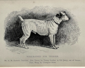 1881 Original Antique Lithograph Dog Print - Wire-Haired Fox Terrier - Mounted & Matted In A Choice Of Colours - 10x8 Inches