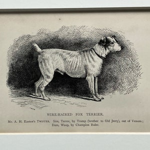 1881 Original Antique Lithograph Dog Print - Wire-Haired Fox Terrier - Mounted & Matted In A Choice Of Colours - 10x8 Inches