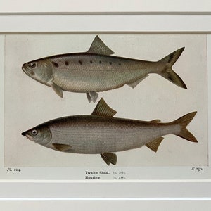 1925 Original Antique Natural History British Fish Print - Twaite Shad/Houting - Mounted & Matted In A Choice Of Colours - 10 x 8 Inches