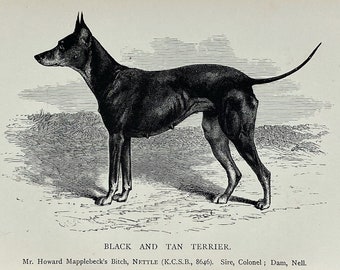 1881 Original Antique Lithograph Dog Print Of A Black Tan Terrier Mounted & Matted In A Choice Of Colours Ready To Frame  - 10 x 8 Inches