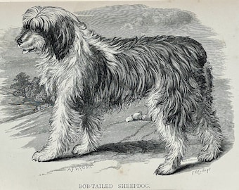 Könnte beinhalten: Eine Schwarzweißillustration eines Bobtail-Schäferhundes, der auf einer grasbewachsenen Wiese steht. Der Hund blickt nach links und hat ein langes, zotteliges Fell. Die Illustration ist in einem schwarzen Passepartout gerahmt.