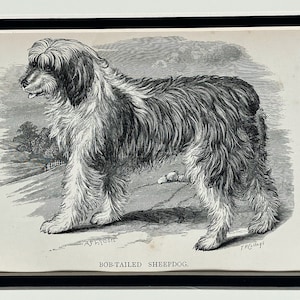 1881 Original Antique Lithograph Dog Print Of A Bob-Tailed Sheepdog Mounted & Matted In A Choice Of Colours Ready To Frame  - 10 x 8 Inches