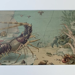 1896 Original Antique Crustaceans Chromolithograph Print, Mounted And Matted In Antique White/Black Ready To Frame