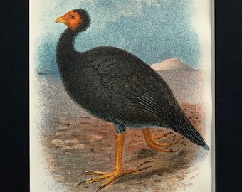 1896 Original Antique Chromolithograph Print Of Layard's Megapode Game Bird Mounted And Matted In A Choice Of Colours Ready To Frame