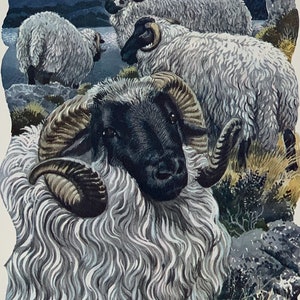 1949 Original Vintage Charles Tunnicliffe Farming Blackface Ram
