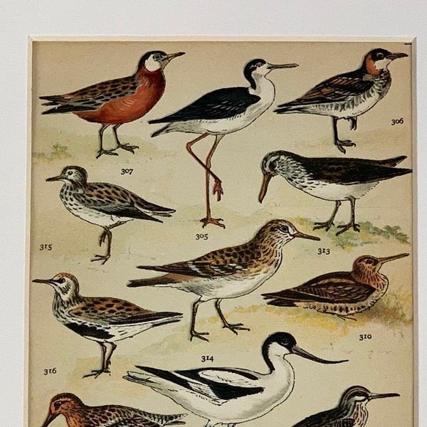 Antique Bird Print Etsy Antique Bird Print Etsy