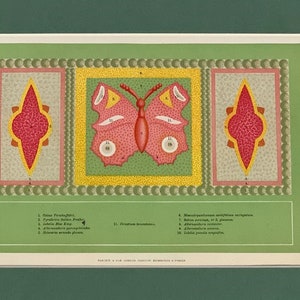 1890 Original Antique Botanical Carpet Bedding Lithograph Print, Mounted And Matted In A Choice Of Colours - 12 x 8"