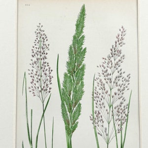 Impresión original antigua de hierbas británicas de Anne Pratt, 1850 (montada y con paspartú), 26,7 x 18,3 cm.