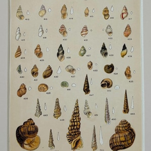 Puede incluir: Una ilustración vintage de una colección de conchas marinas, numeradas y etiquetadas con nombres científicos. Las conchas se representan en diversas formas, tamaños y colores, mostrando la diversidad de la vida marina.