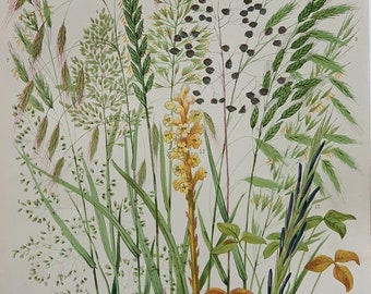 Circa 1880 Rare Original Antique Chromolithograph Print Of Grasses Taken From Dairy Farming JP Sheldon, Mounted And Matted White Or Green