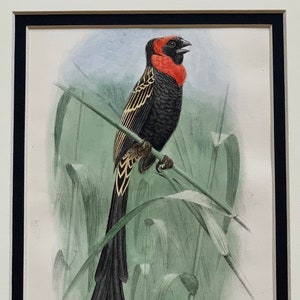 1911 Original Vintage Ornithology Crimson Ringed Whydah Bird Lithograph Print, Mounted And Matted In A Choice Of Colours - 10 x 8&quot;