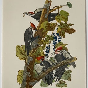 1949 Original Vintage Lithograph Bird Print Pileated Woodpeckers Mounted And Matted In A Choice Of Colours Ready To Frame  12 x 10 Inches