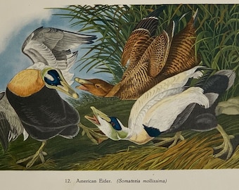 1949 Original Vintage Lithograph Bird Print Of American Eider Mounted And Matted In A Choice Of Colours Ready To Frame  12 x 10 Inches