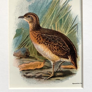 1896 Original Antique Chromolithograph Print Of Whitehead&#39;s Bustard Quail Game Bird Mounted And Matted In A Choice Of Colours Ready To Frame
