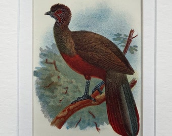 1896 Original Antique Chromolithograph Print Of A Wagler's Guan Game Bird Mounted And Matted In A Choice Of Colours Ready To Frame