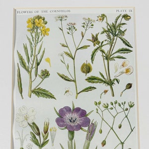 Vintage 1919 fleurs sauvages britanniques originales, impression lithographie couleur botanique, monté & mat blanc ou vert, prêt à encadrer - 12 x 20 cm -