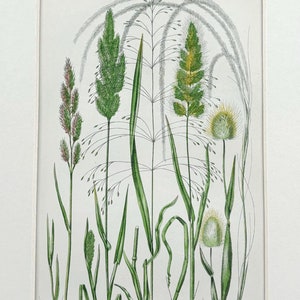 Impresión original antigua de hierbas británicas de Anne Pratt, 1850 (montada y con paspartú), 26,7 x 18,3 cm.