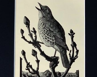 1937 Original Vintage Tunnicliffe Woodcut Song Thrush Bird Print - Mounted & Matted Black - 10 x 8 Inches