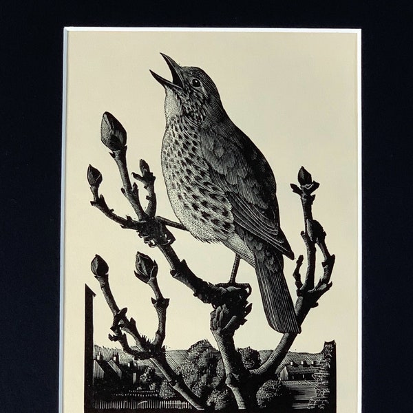 1937 Original Vintage Tunnicliffe Woodcut Song Thrush Bird Print - Mounted & Matted Black - 10 x 8 Inches